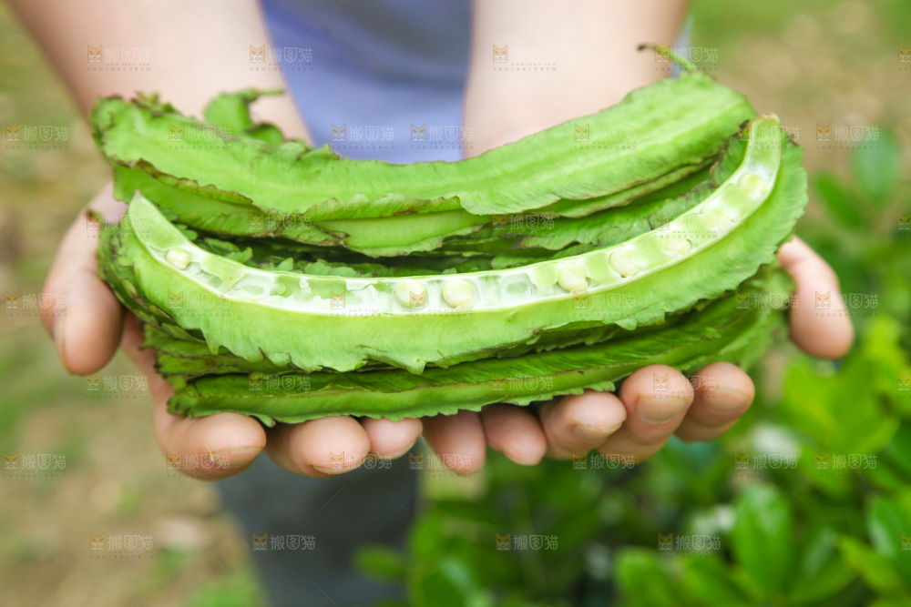 手里拿着四棱豆