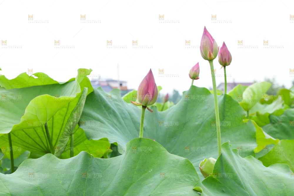 池里的荷花荷叶