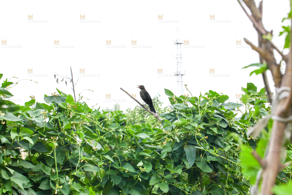 农田里种植的豇豆