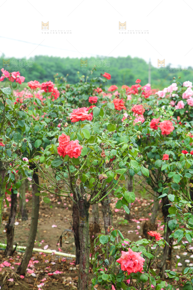 农田里种植的月季花