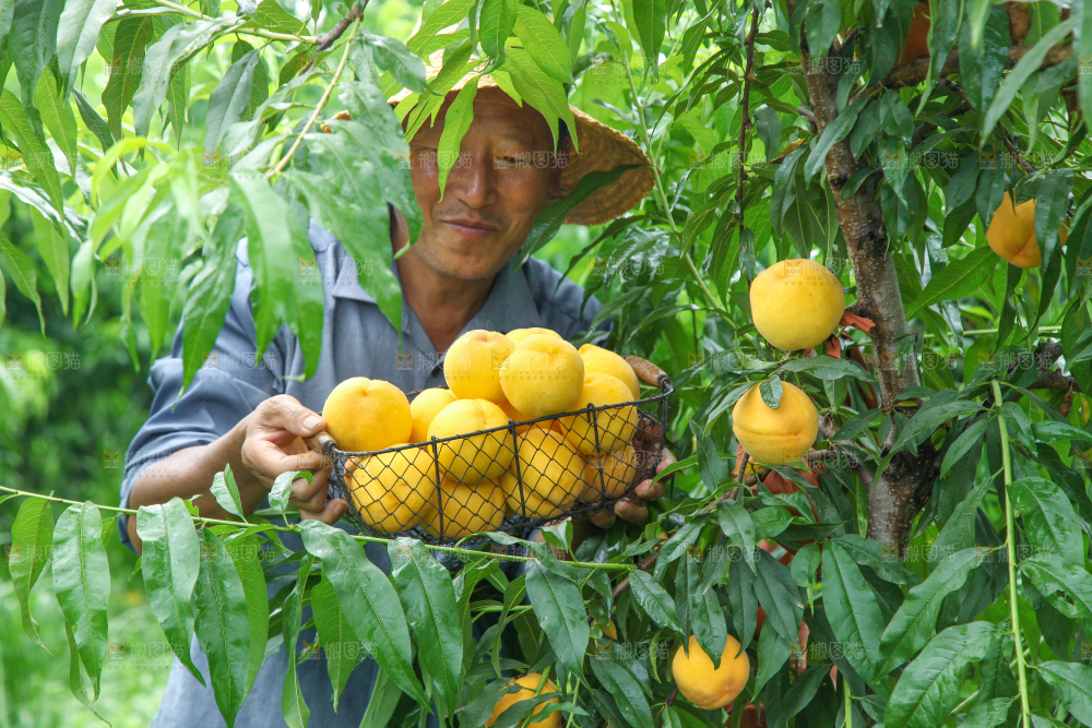 农民手里端着刚采摘的黄桃