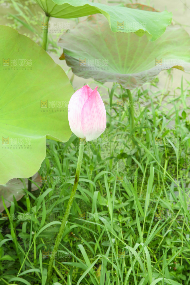 池塘里的一朵荷花