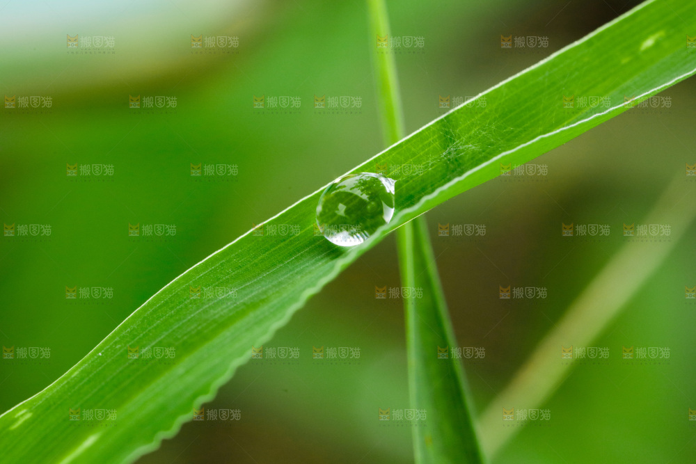 绿叶上的水珠