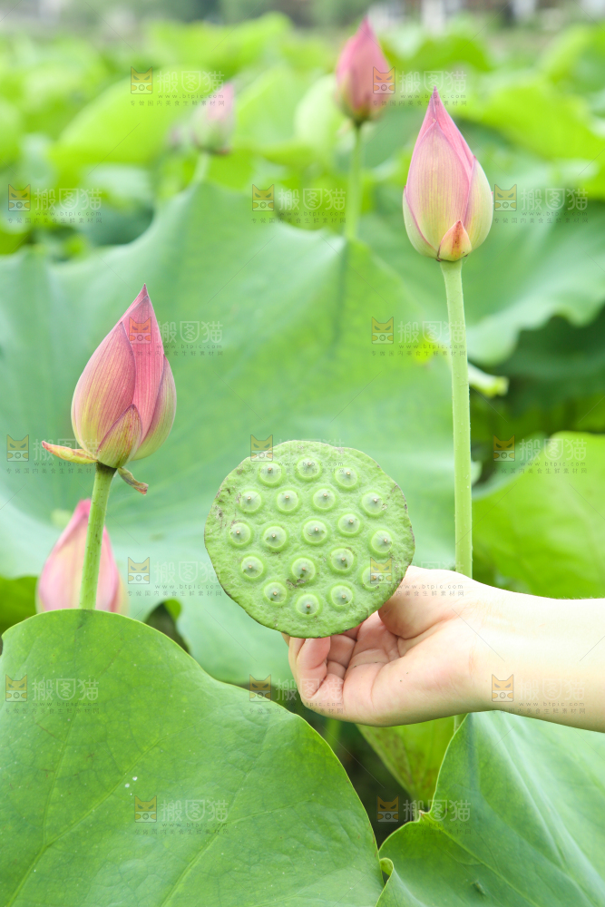 手里拿着莲蓬