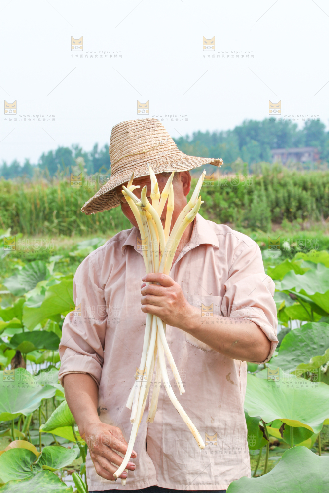 手里拿着新鲜采摘的藕尖