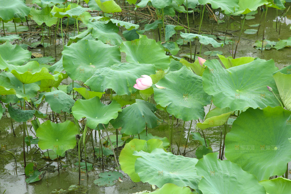 池塘里荷花叶子