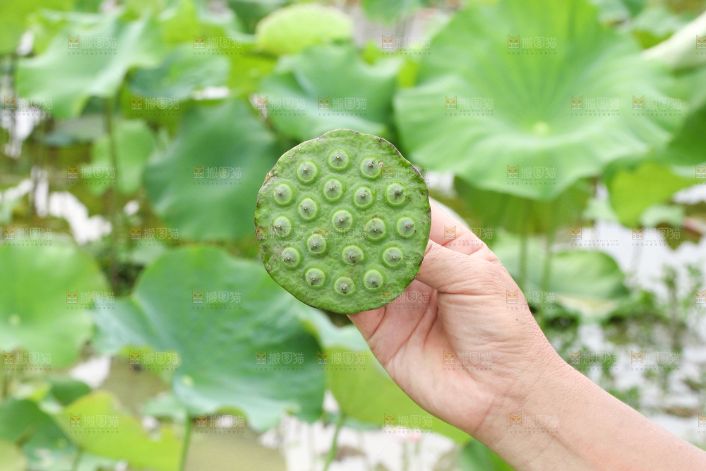 手里拿着莲子