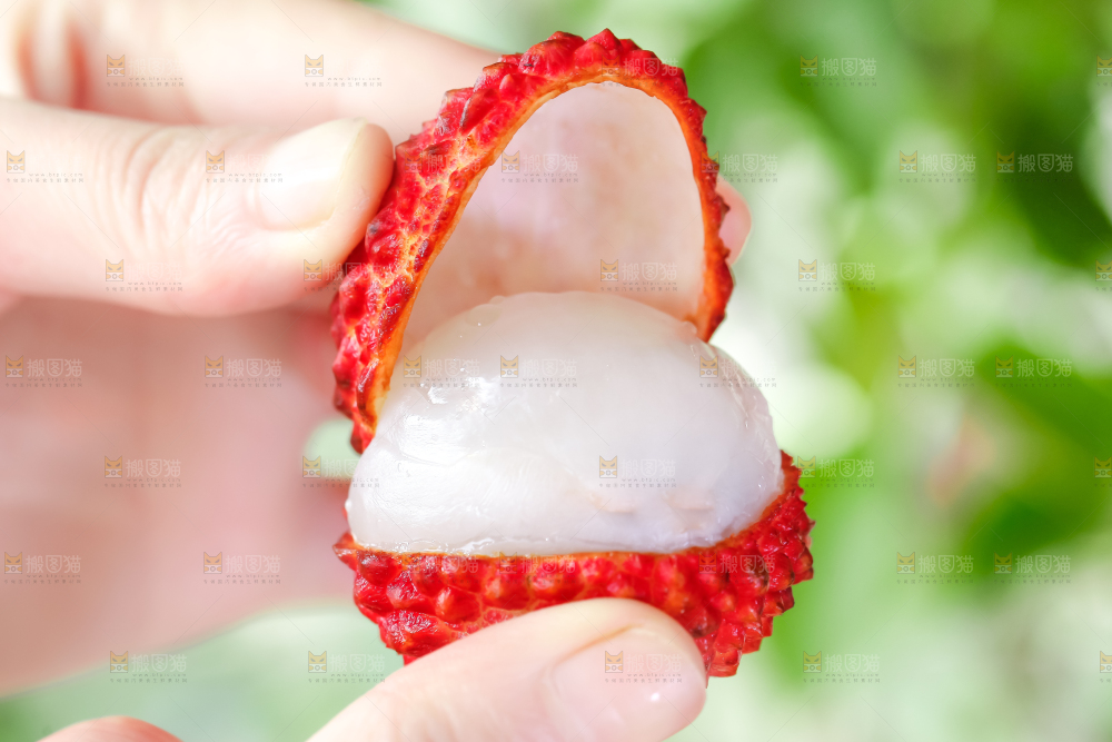 手里拿着火山荔枝王