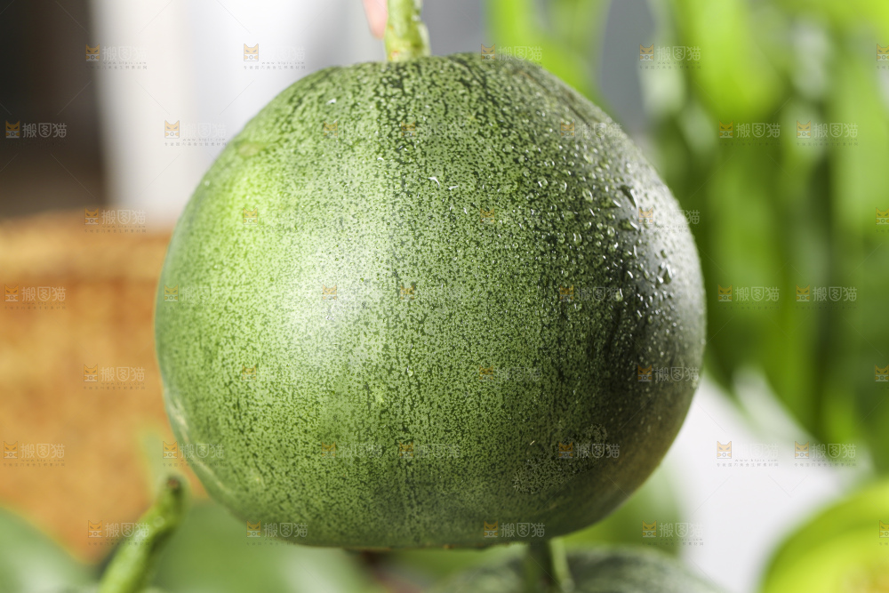 手里拿着绿宝甜瓜
