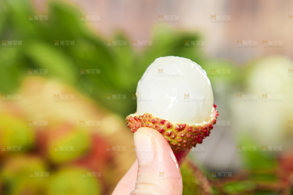 手里拿着妃子笑荔枝