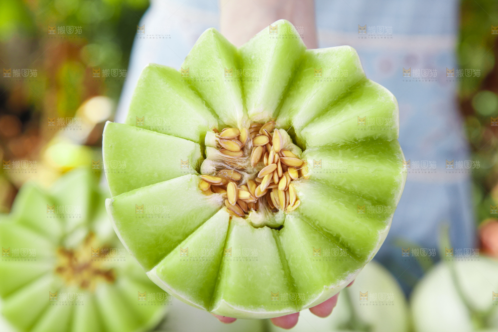 手里拿着山东玉菇甜瓜