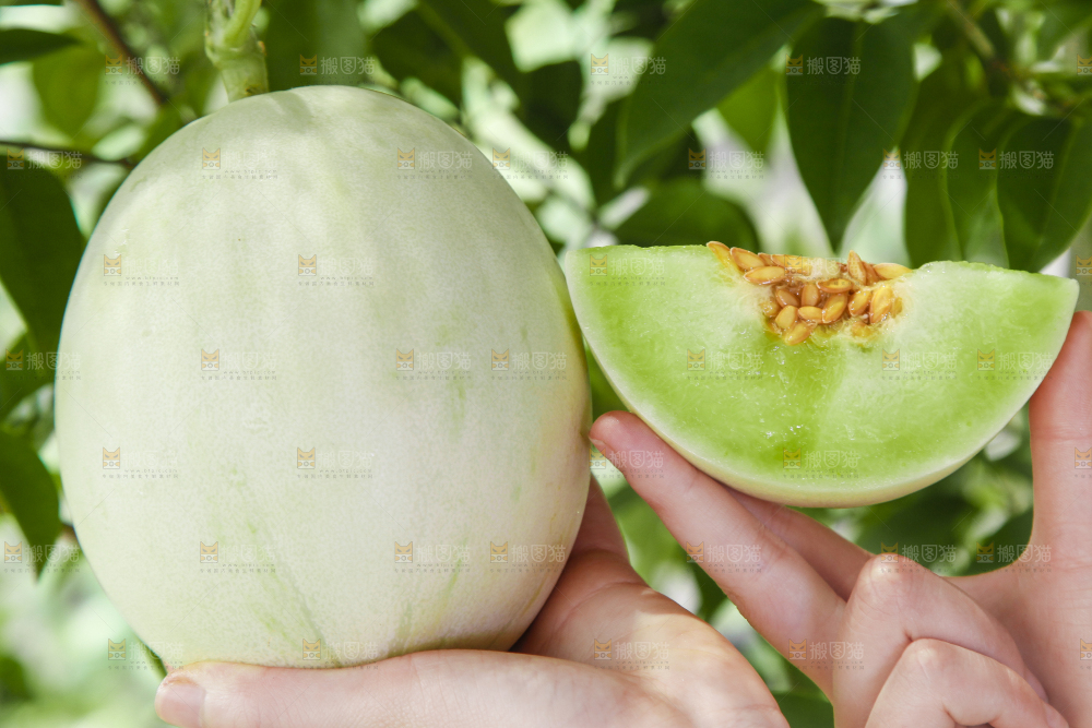 手里拿着玉菇香瓜
