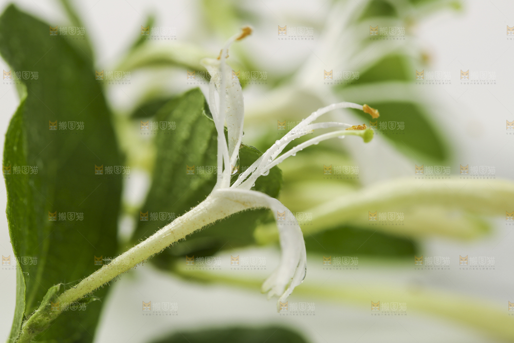 白底上的金银花