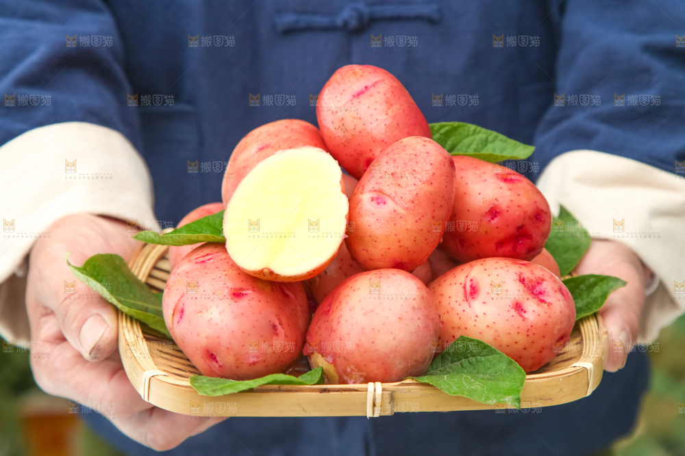篮子里装着高山红皮土豆