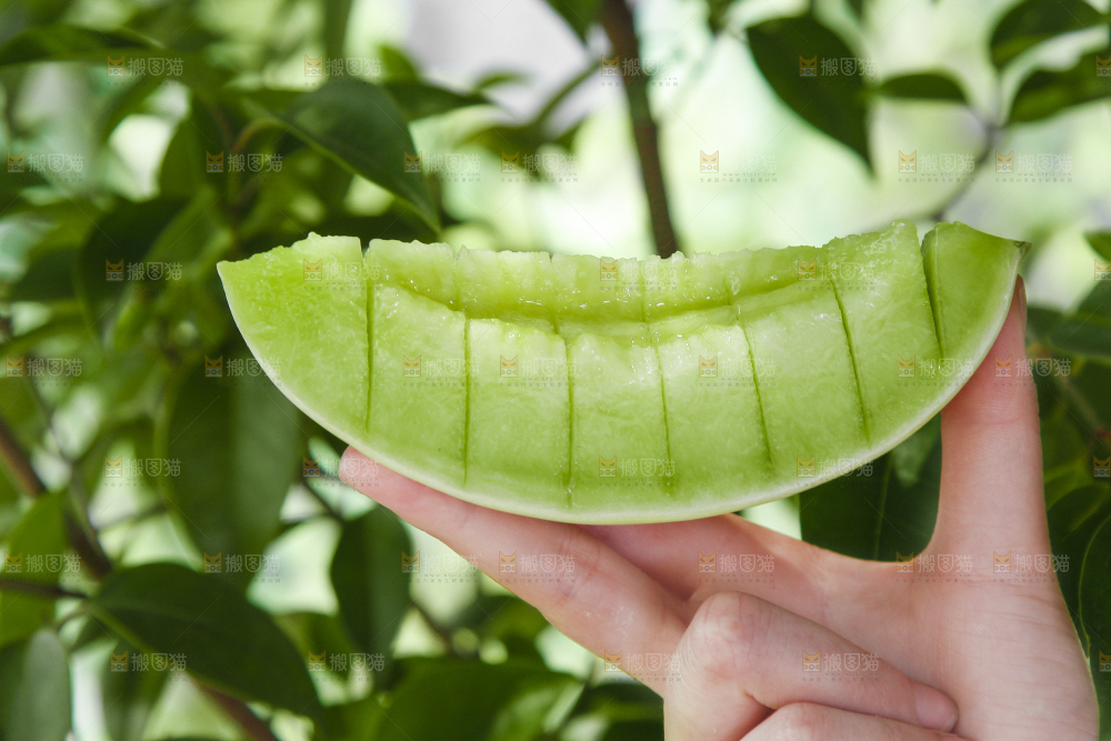 手里拿着山东玉菇甜瓜