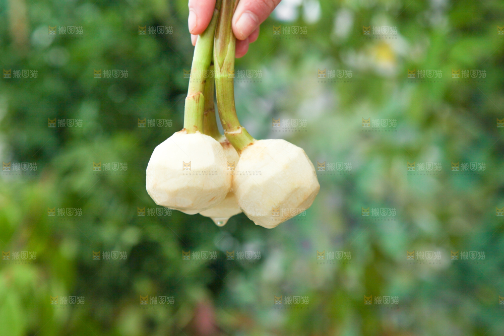 手里拿着茨菇