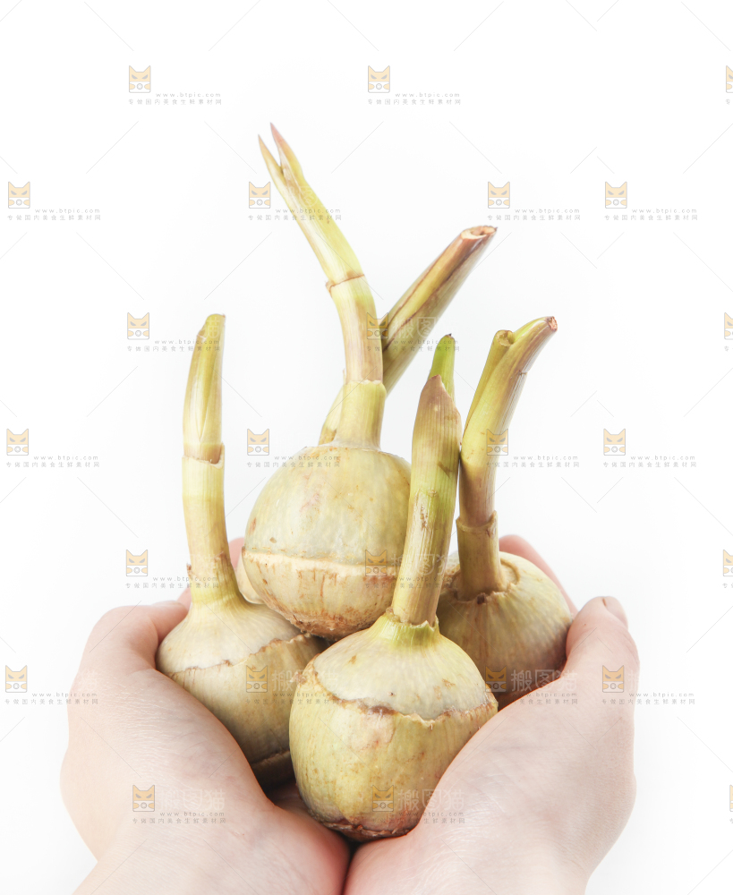 手里拿着慈菇