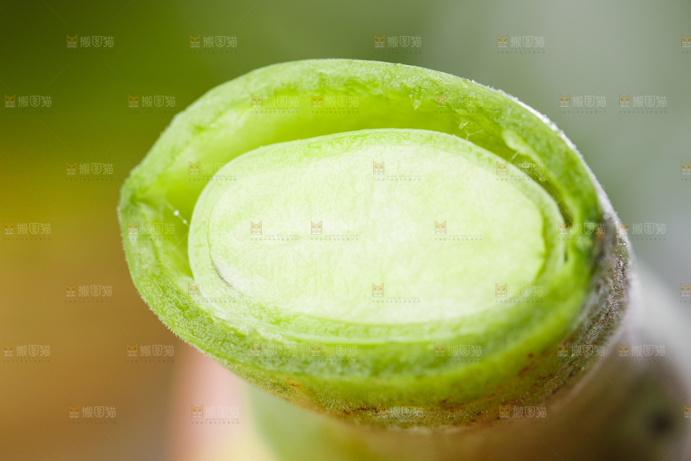 白底上放着青胡豆