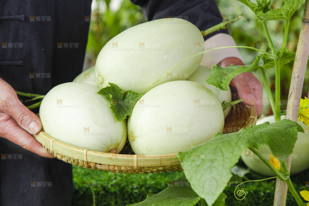 手里端着一篮玉菇甜瓜