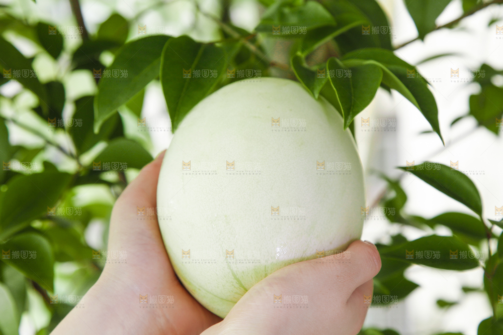 手里拿着玉菇香瓜