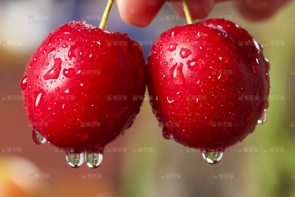 手里拿着脆李子