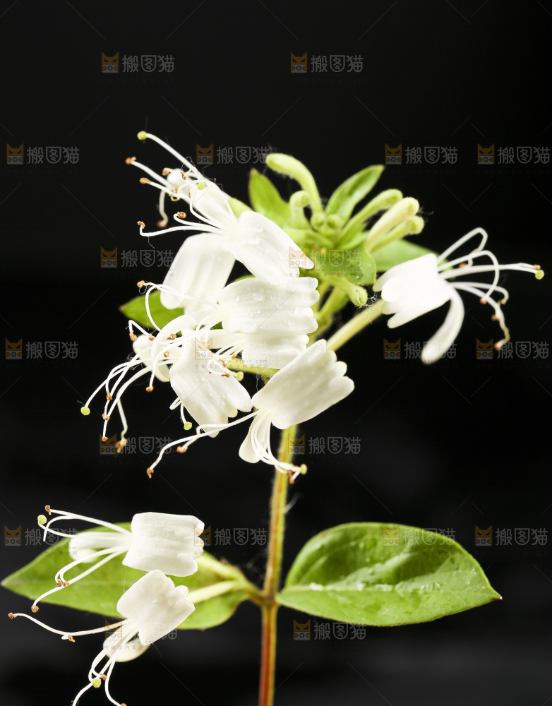 黑底上放着野生金银花