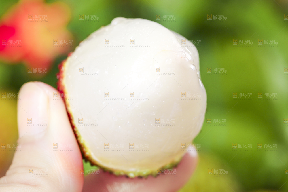 手里拿着妃子笑