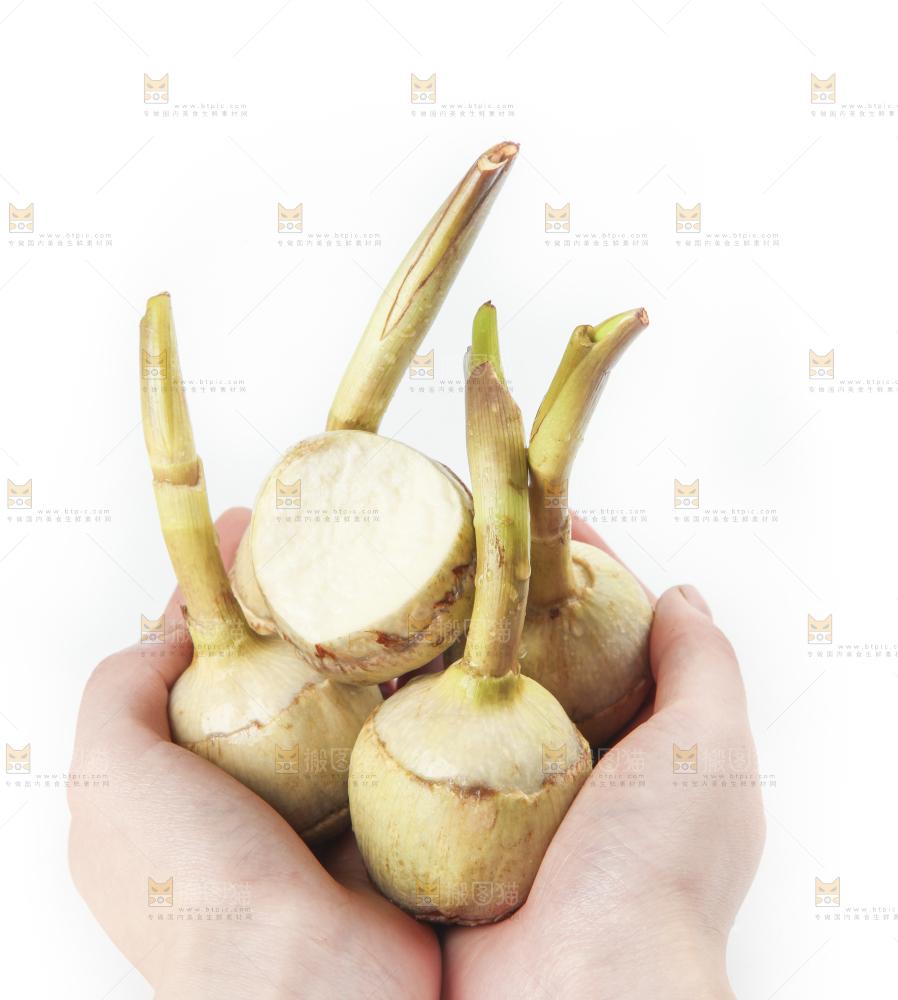 手里拿着慈菇