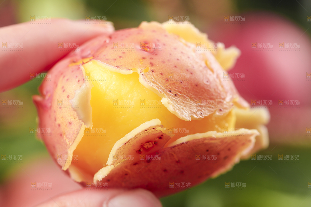 手里拿着红皮土豆