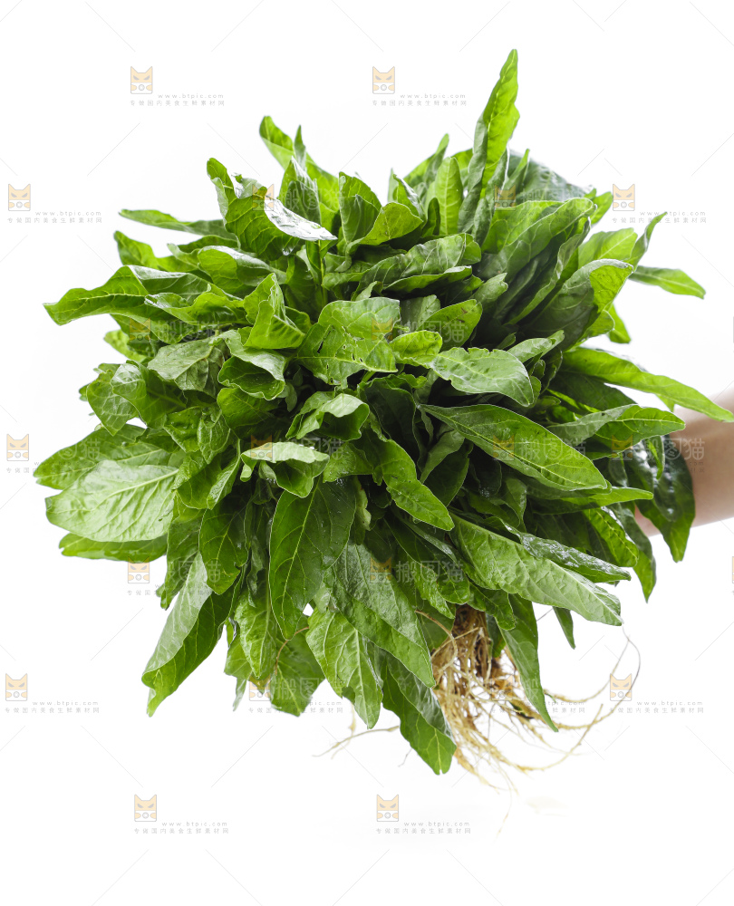 手里拿着一把新鲜苋菜