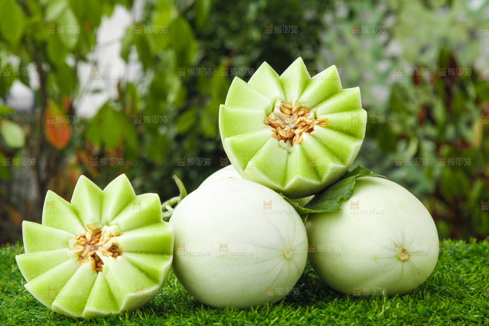 绿草地上摆放着玉菇甜瓜