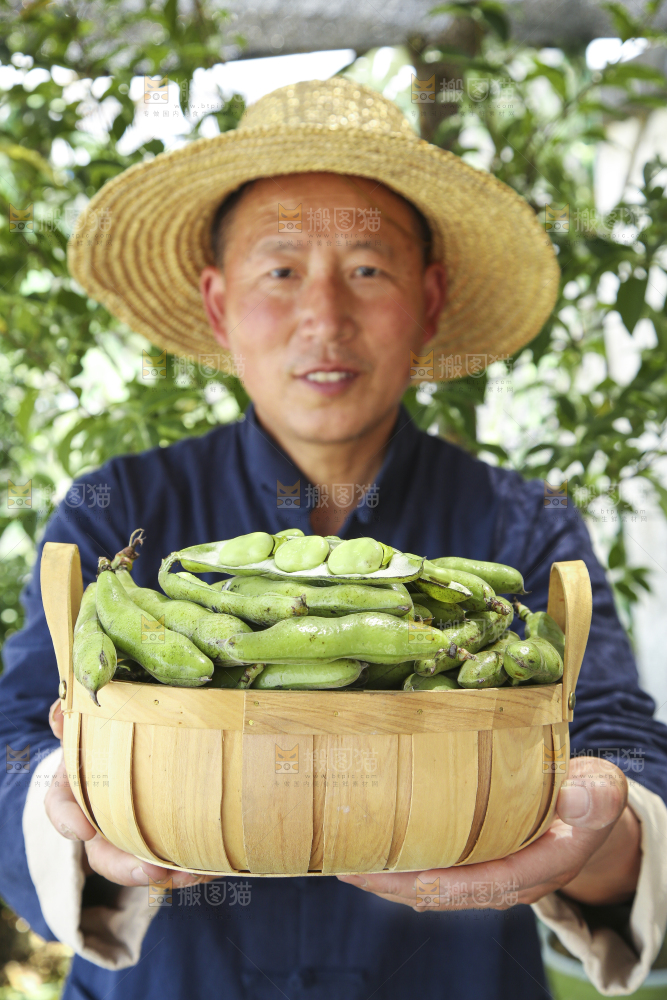 农民手里端着一篮青胡豆
