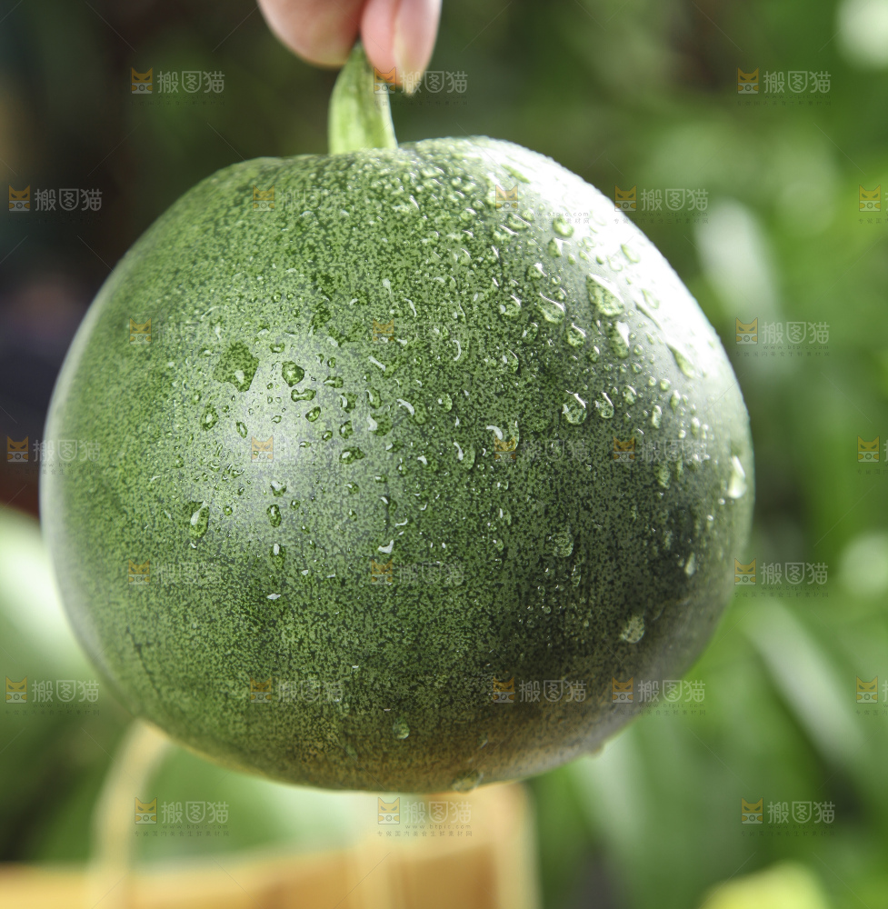 手里拿着绿宝香瓜