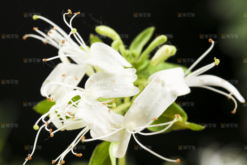 黑底上放着金银花