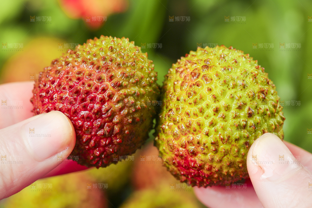 手里拿着新鲜妃子笑
