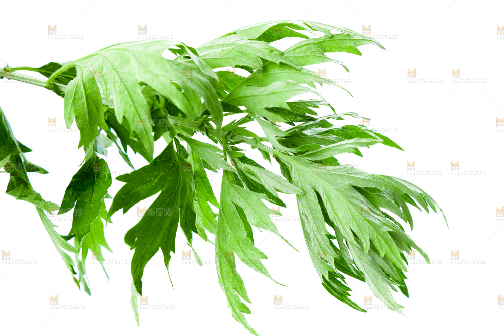 白底上放着艾草叶