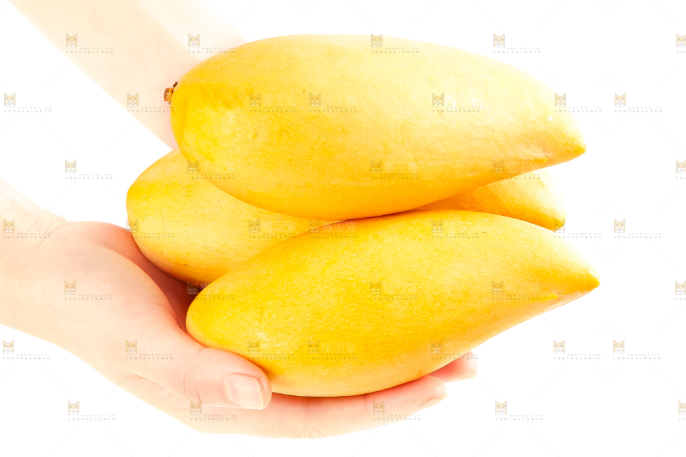 手里拿着缅甸进口鹰嘴芒