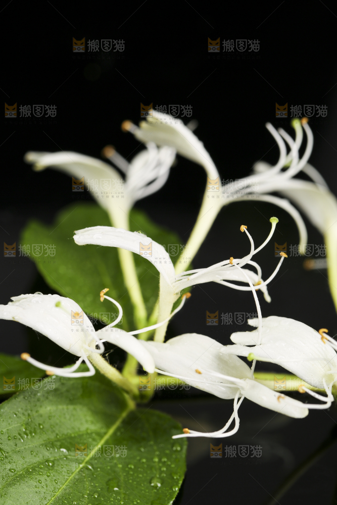 黑底上放着清凉金银花茶