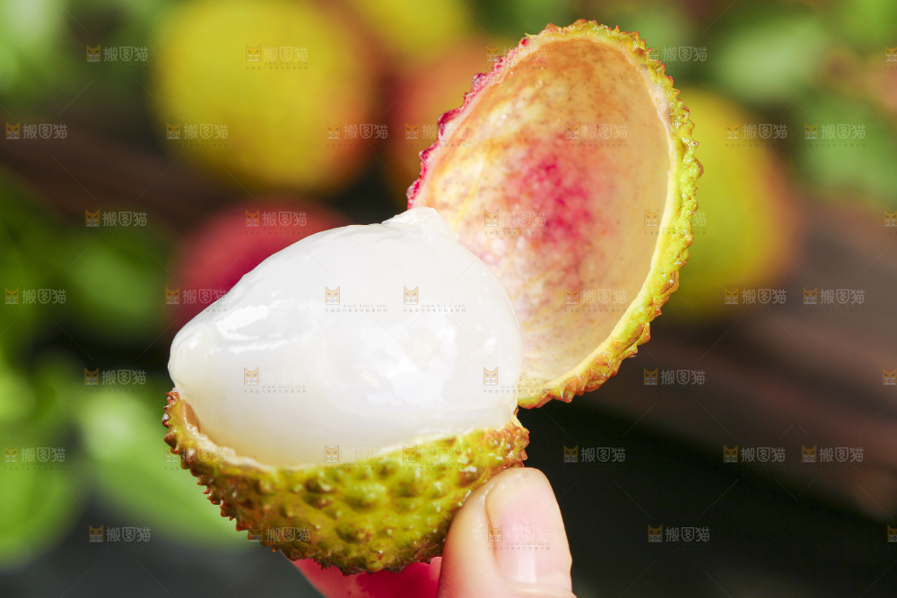 手里拿着妃子笑荔枝