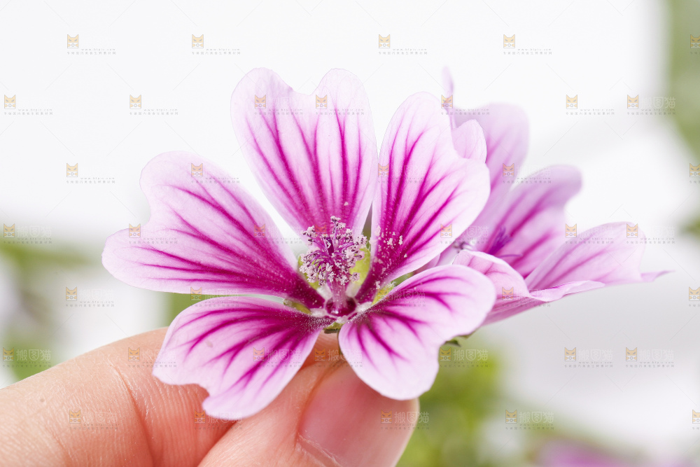 白底上摆放着锦葵花