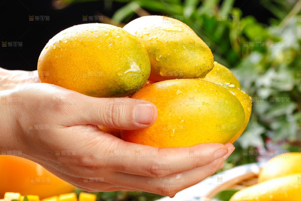 手里拿着芒果
