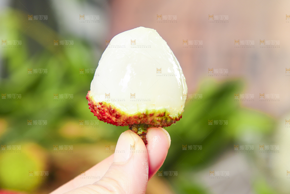 手里拿着妃子笑荔枝