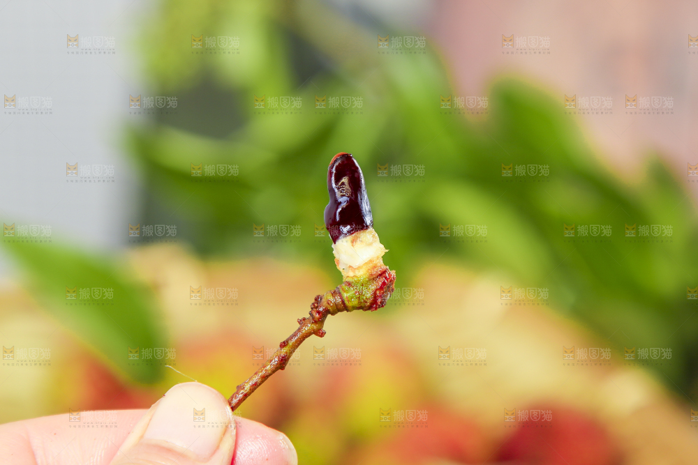 手里拿着妃子笑荔枝