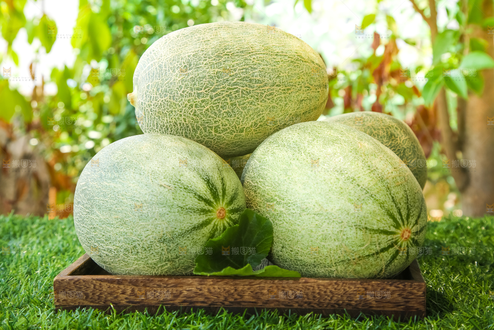绿草地上摆放着哈密瓜