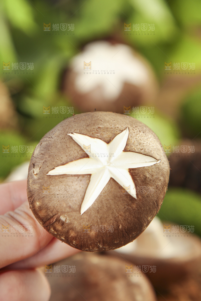 香菇