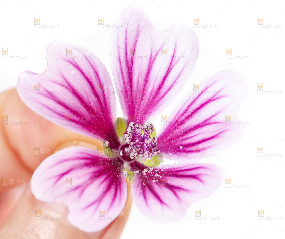 手里拿着锦葵花