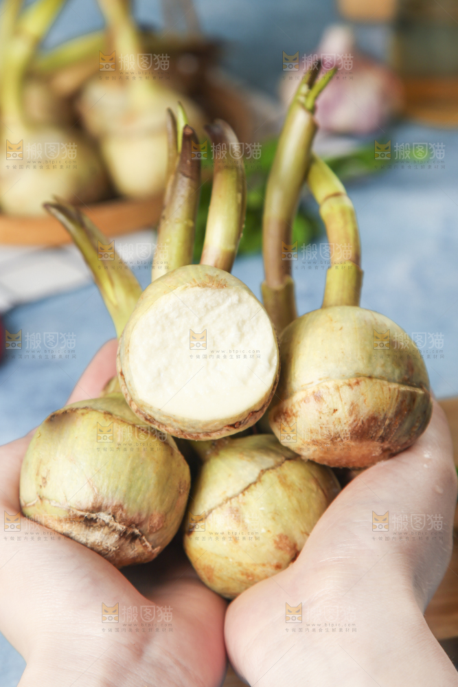 手里捧着白慈菇