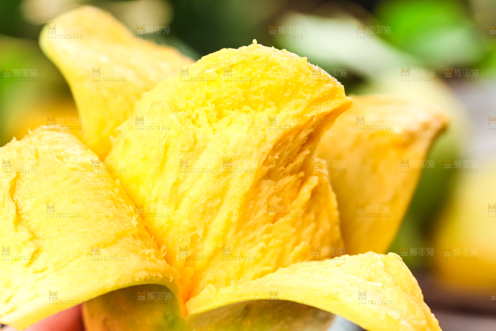 手里拿着芒果