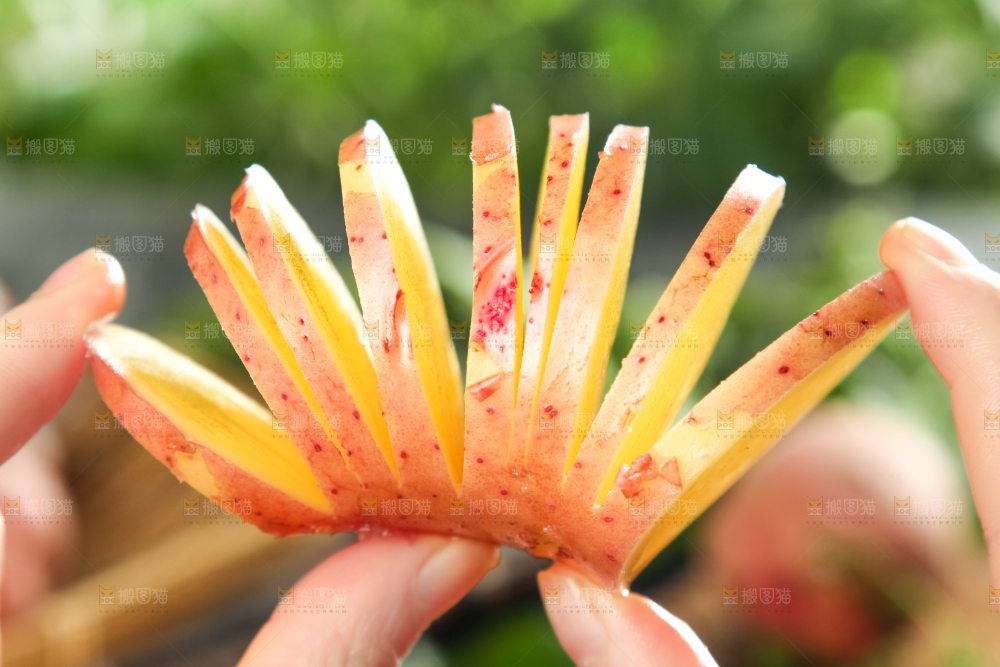 手里拿着红皮土豆