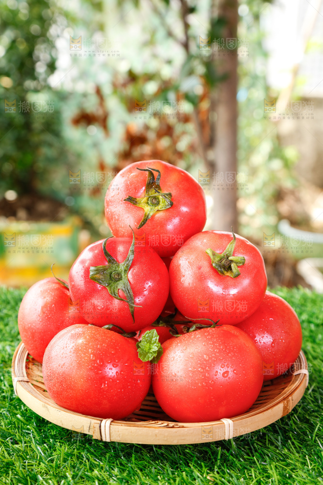 草地上放着一篮子米易沙瓤番茄